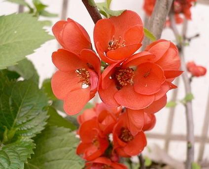 彼岸花花语是什么，彼岸花：花叶永不见