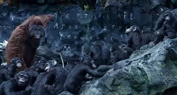 大猩猩最大寿命，史上最燃大猩猩临走前把人类干翻了