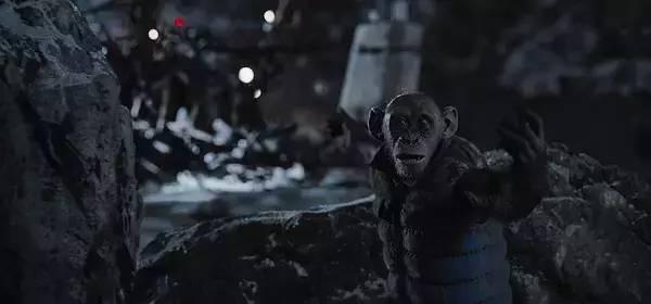 大猩猩最大寿命，史上最燃大猩猩临走前把人类干翻了