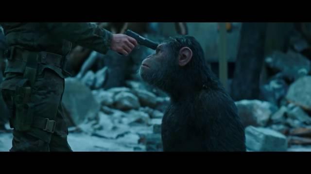 大猩猩最大寿命，史上最燃大猩猩临走前把人类干翻了