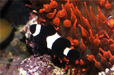 如何最简单饲养小丑鱼，小丑鱼的养殖方法及饲养注意事项