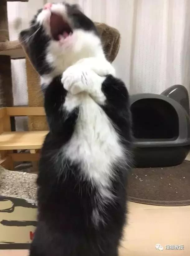 世界上最帅气的猫出场，一只会唱歌的猫咪