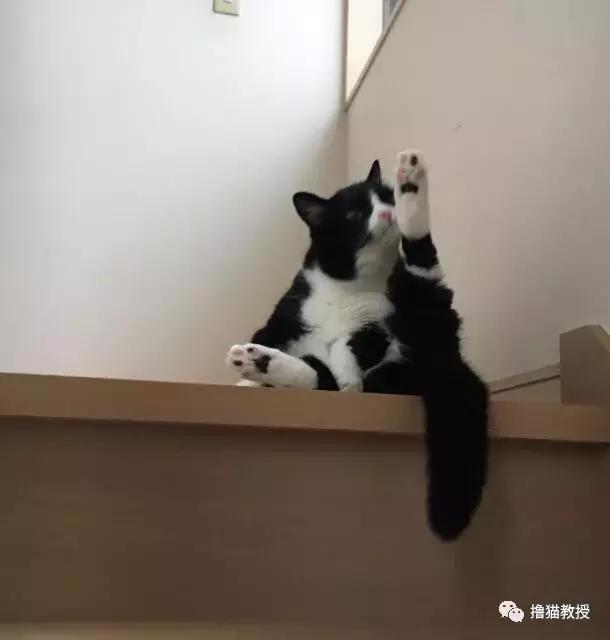世界上最帅气的猫出场，一只会唱歌的猫咪