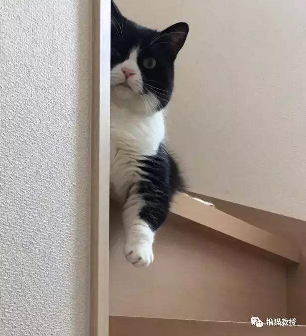 世界上最帅气的猫出场，一只会唱歌的猫咪