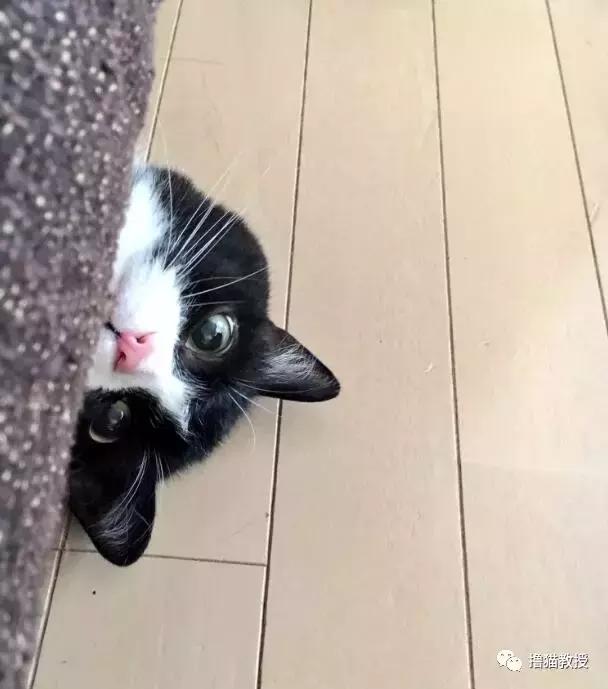 世界上最帅气的猫出场，一只会唱歌的猫咪