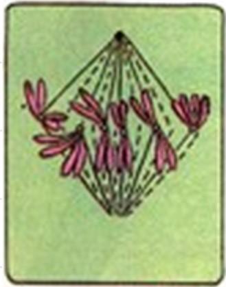 如何辨别有丝分裂时期，有丝分裂都经历了哪些事儿