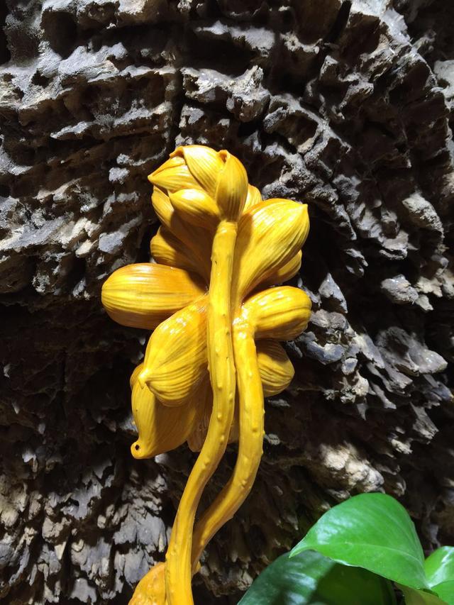 小叶黄杨是什么木，小叶黄杨---光洁如丝