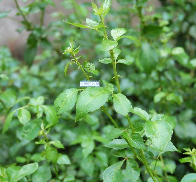 苦刺心其实不仅是野菜，苦刺心功效和作用