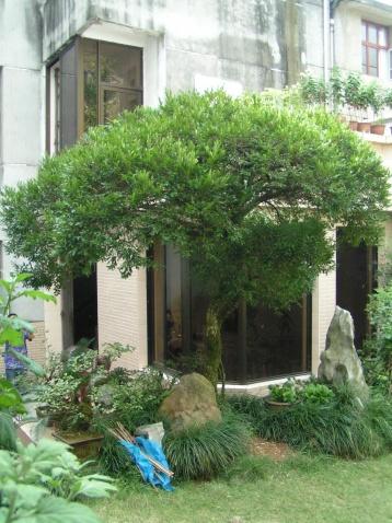 小叶黄杨是什么木，小叶黄杨---光洁如丝