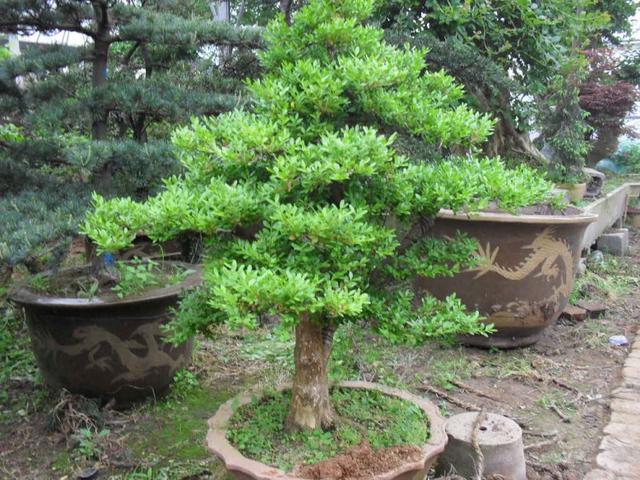 小叶黄杨是什么木，小叶黄杨---光洁如丝