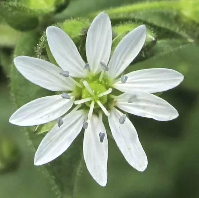 芙蓉树与合欢花的区别，常见中药材别名<七>