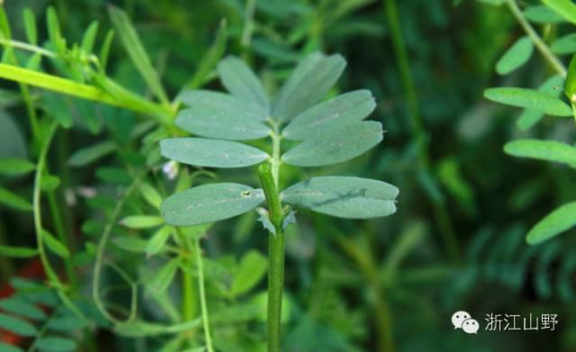 芙蓉树与合欢花的区别，常见中药材别名<七>