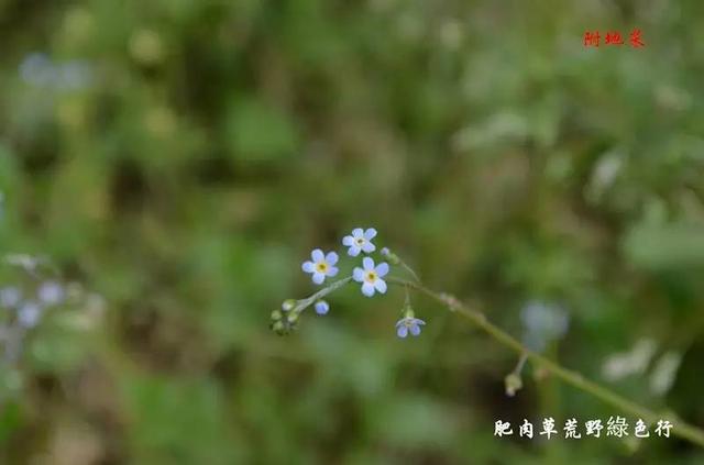 芙蓉树与合欢花的区别，常见中药材别名<七>