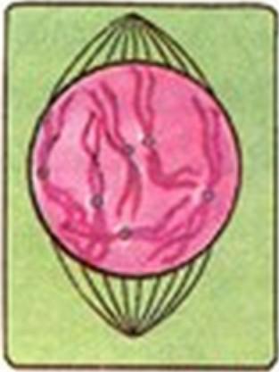 如何辨别有丝分裂时期，有丝分裂都经历了哪些事儿