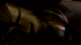 恶狼兽和界王兽实力谁最强呢，狮子兽又双叒叕死了