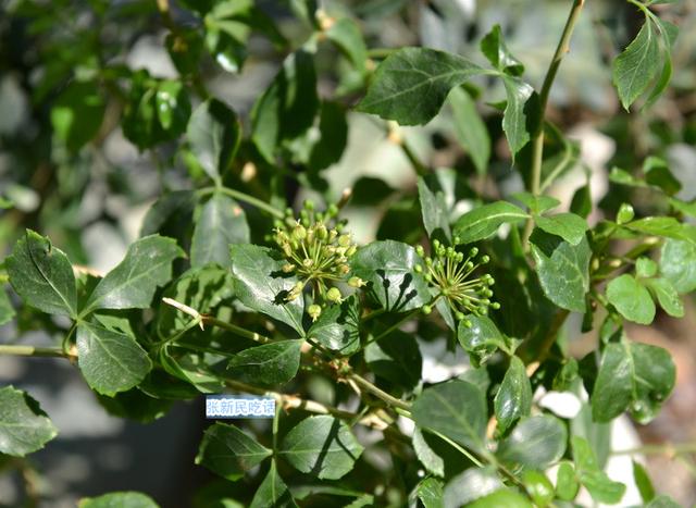 苦刺心其实不仅是野菜，苦刺心功效和作用