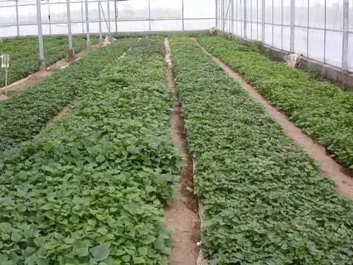 红薯育苗的方法，红薯育苗最新方法