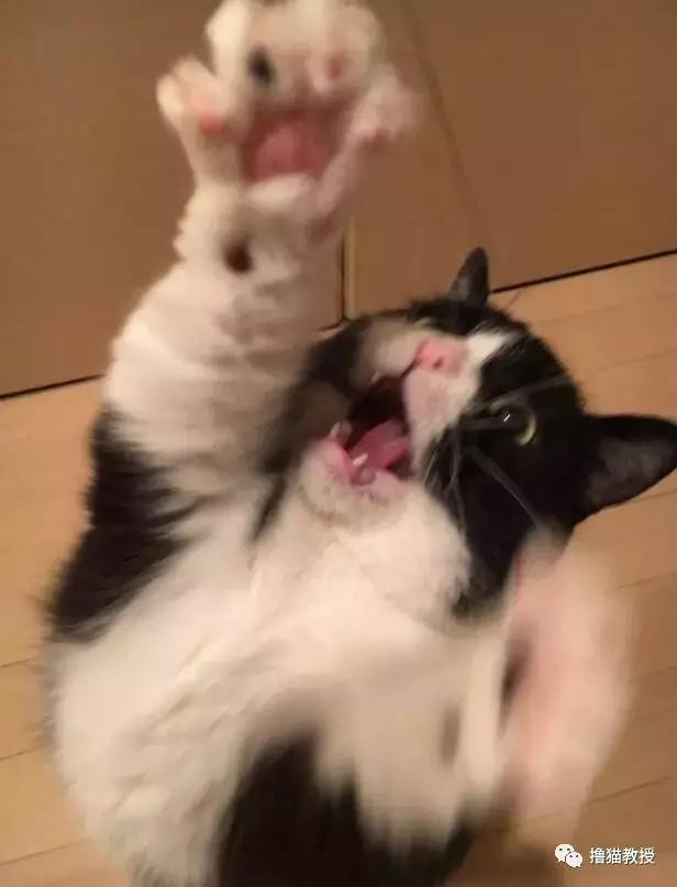 世界上最帅气的猫出场，一只会唱歌的猫咪