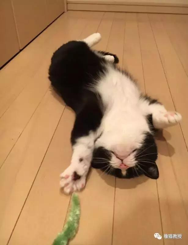 世界上最帅气的猫出场，一只会唱歌的猫咪