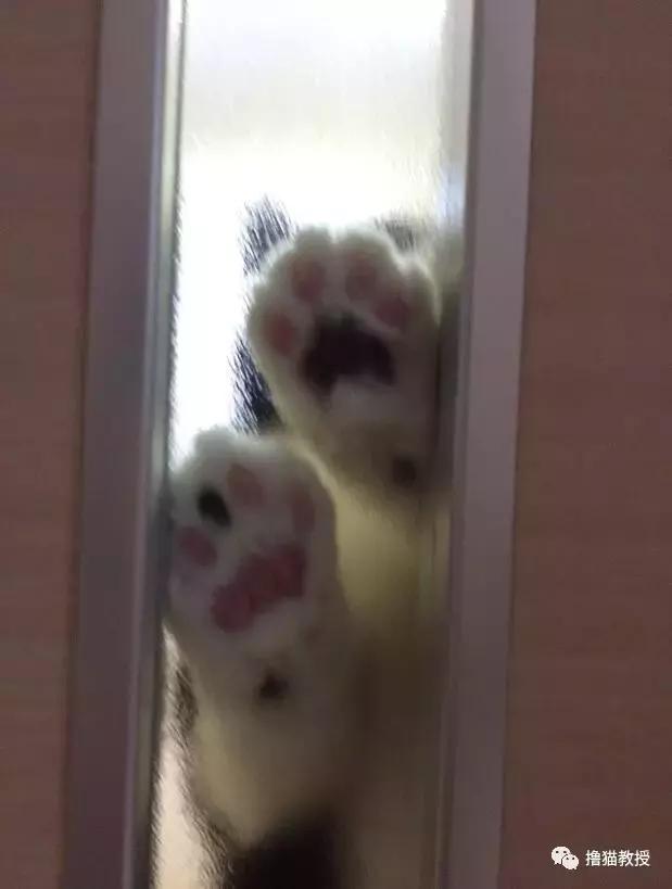 世界上最帅气的猫出场，一只会唱歌的猫咪