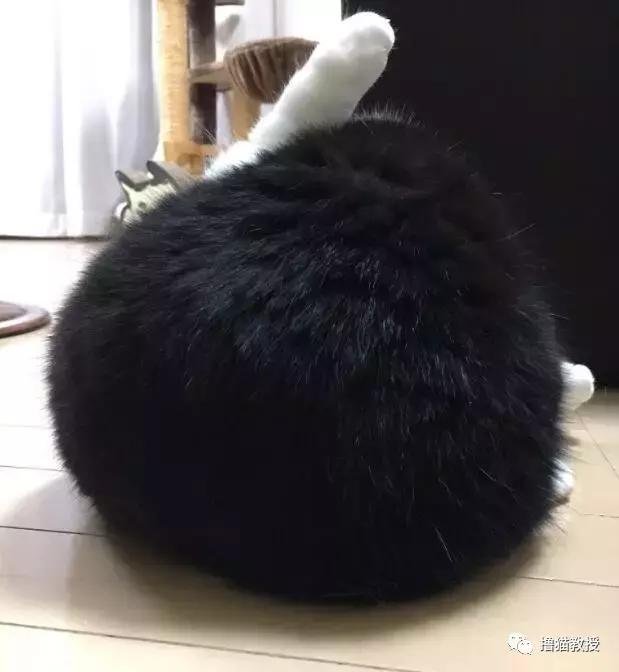 世界上最帅气的猫出场，一只会唱歌的猫咪