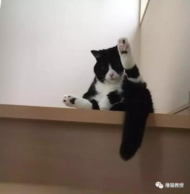 世界上最帅气的猫出场，一只会唱歌的猫咪