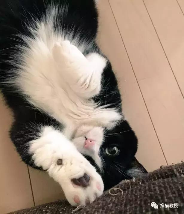 世界上最帅气的猫出场，一只会唱歌的猫咪