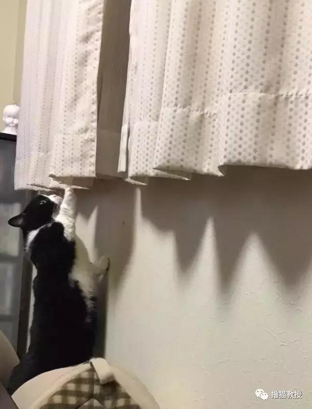 世界上最帅气的猫出场，一只会唱歌的猫咪