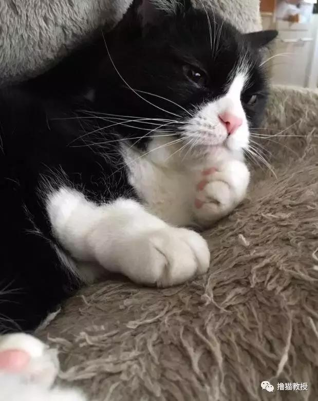 世界上最帅气的猫出场，一只会唱歌的猫咪