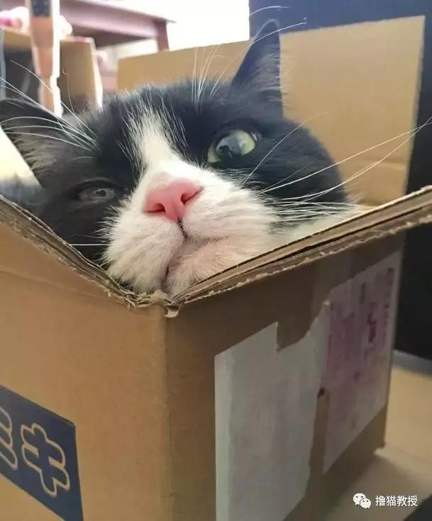 世界上最帅气的猫出场，一只会唱歌的猫咪
