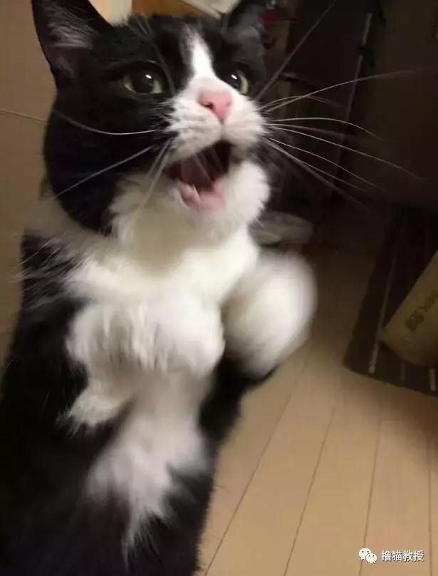 世界上最帅气的猫出场，一只会唱歌的猫咪