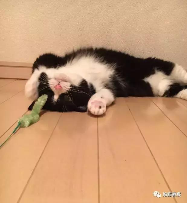世界上最帅气的猫出场，一只会唱歌的猫咪