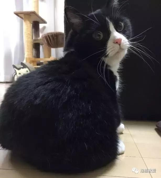 世界上最帅气的猫出场，一只会唱歌的猫咪
