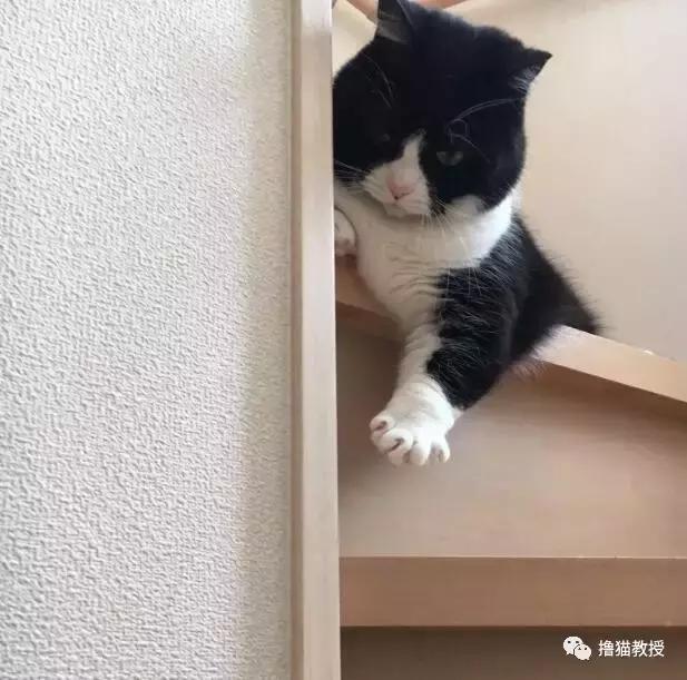 世界上最帅气的猫出场，一只会唱歌的猫咪