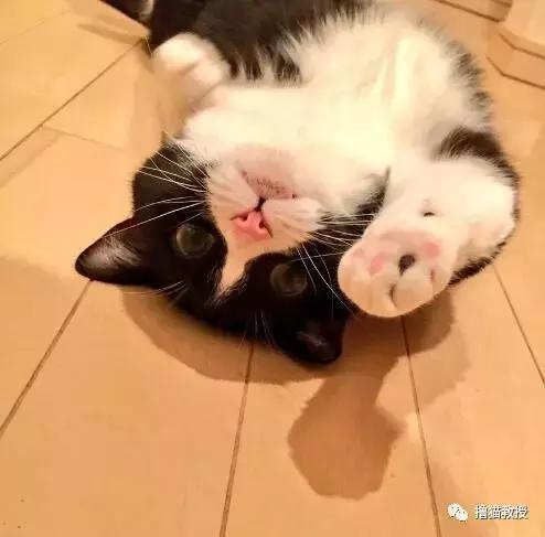 世界上最帅气的猫出场，一只会唱歌的猫咪