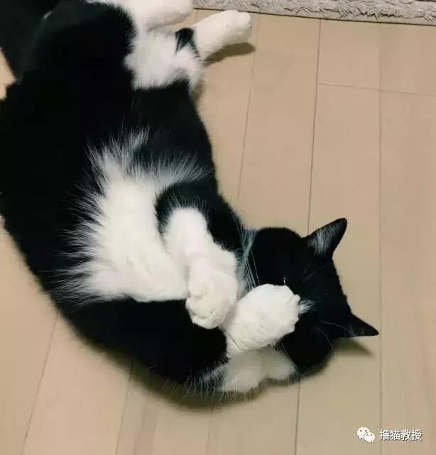 世界上最帅气的猫出场，一只会唱歌的猫咪