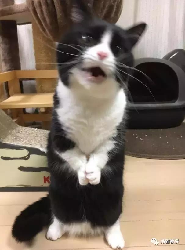 世界上最帅气的猫出场，一只会唱歌的猫咪