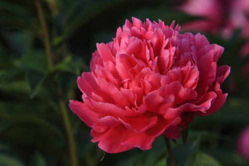 彼岸花花语是什么，彼岸花：花叶永不见