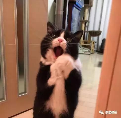 世界上最帅气的猫出场，一只会唱歌的猫咪