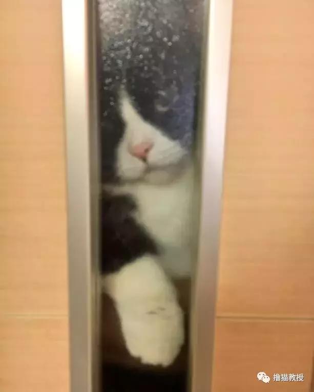 世界上最帅气的猫出场，一只会唱歌的猫咪