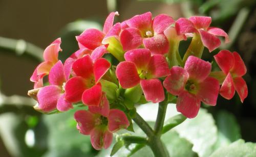 彼岸花花语是什么，彼岸花：花叶永不见