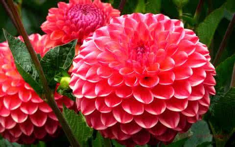 彼岸花花语是什么，彼岸花：花叶永不见