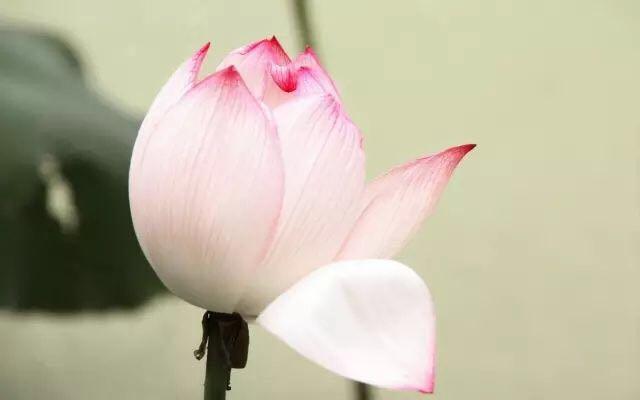 有朋自远方来又赴远方的含义，有朋自远方来到底什么意思