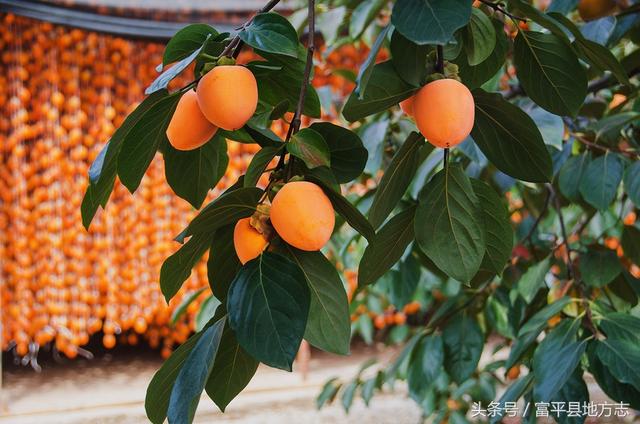 陕西富平县属于哪个市，富平县地名释义（富平市属于哪里）