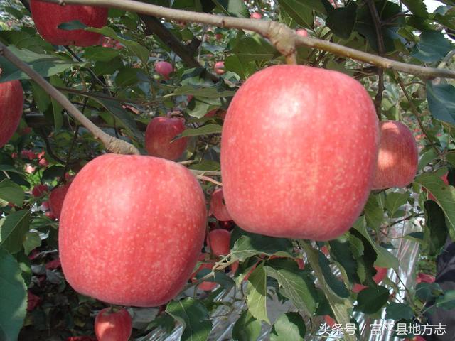 陕西富平县属于哪个市，富平县地名释义（富平市属于哪里）