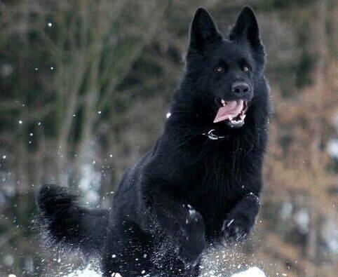 18种最强犬，国内6个带有狼血统的犬种