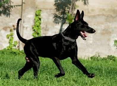 18种最强犬，国内6个带有狼血统的犬种