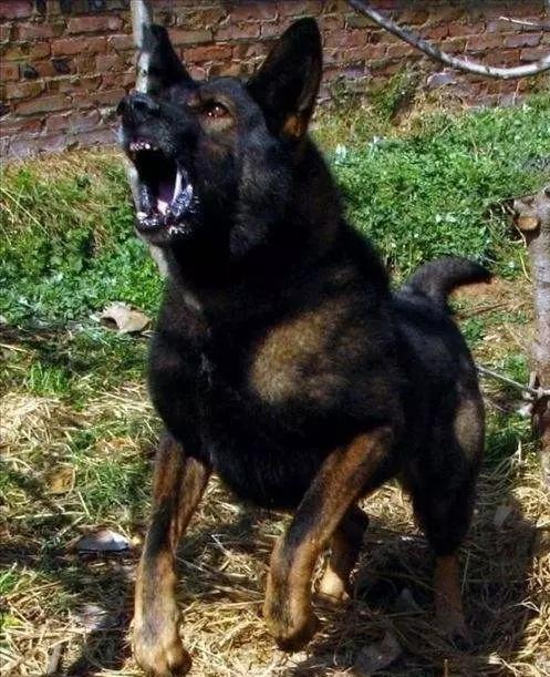 18种最强犬，国内6个带有狼血统的犬种