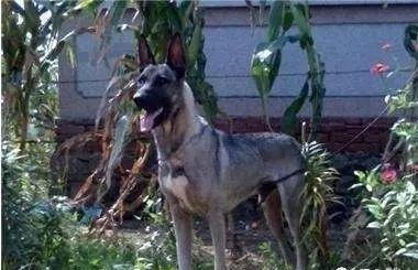 18种最强犬，国内6个带有狼血统的犬种