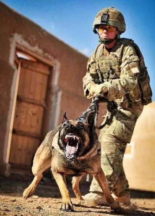 18种最强犬，国内6个带有狼血统的犬种